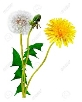 Dandelion Flowers Isolated On White Background Stock Photo, Picture And  Royalty Free Image. Image 34951290.